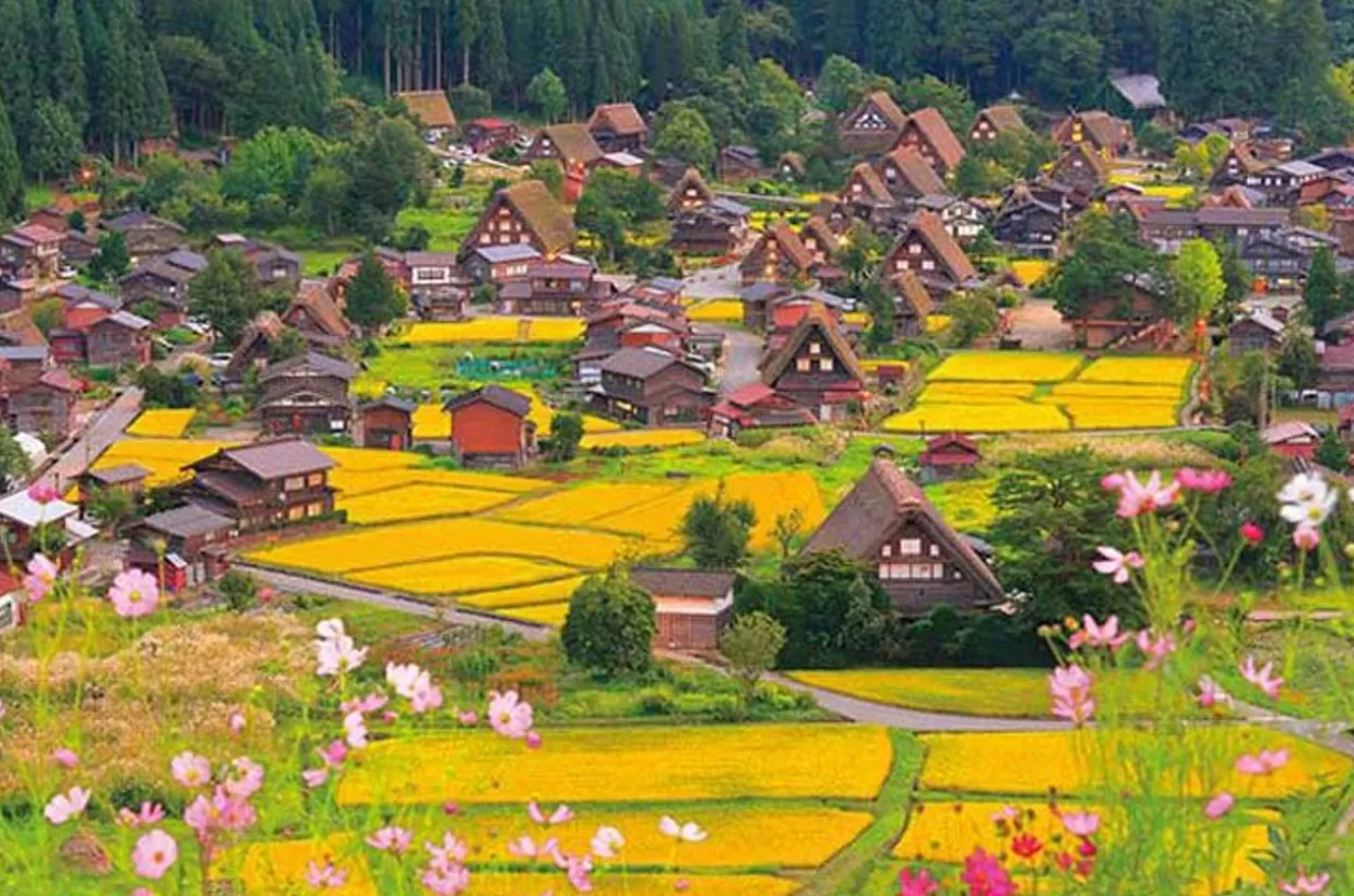 Online Appleone 1000-865 Jigsaw Puzzle Fluttering Cosmos In Shirakawago Gifu Japan (1000 Pieces)