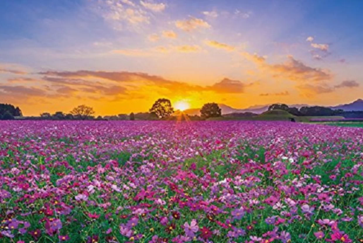 Online Appleone Jigsaw Puzzle 1000-802 Sunset And Cosmos In Saitobaru Tombs (1000 Pieces)