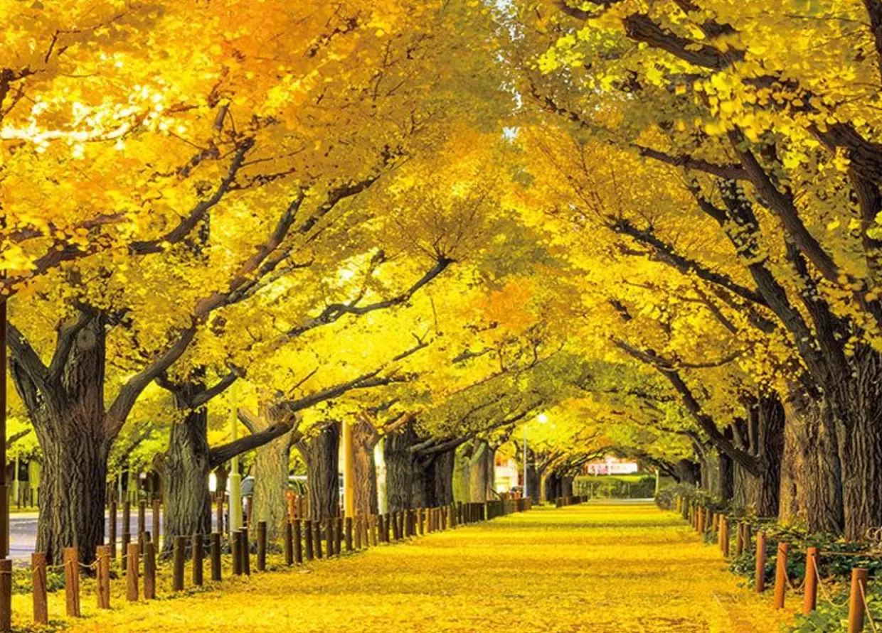 Best Beverly 66-191 Jigsaw Puzzle Ginkgo Trees Of The Outer Meji Shrine Garden (600 Pieces)