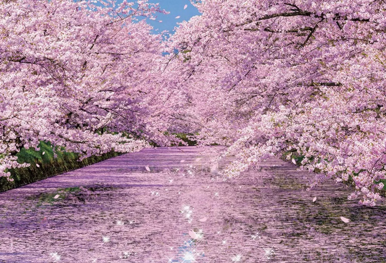 Clearance Beverly Jigsaw Puzzle 33-184 Cherry Blossom In Hirosaki Castle Park Aomori (300 Pieces)