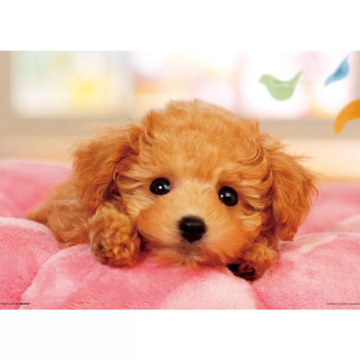 Shop Beverly Jigsaw Puzzle L74-163 Pretty Pet Series Toy Poodle (150 L-Pieces)