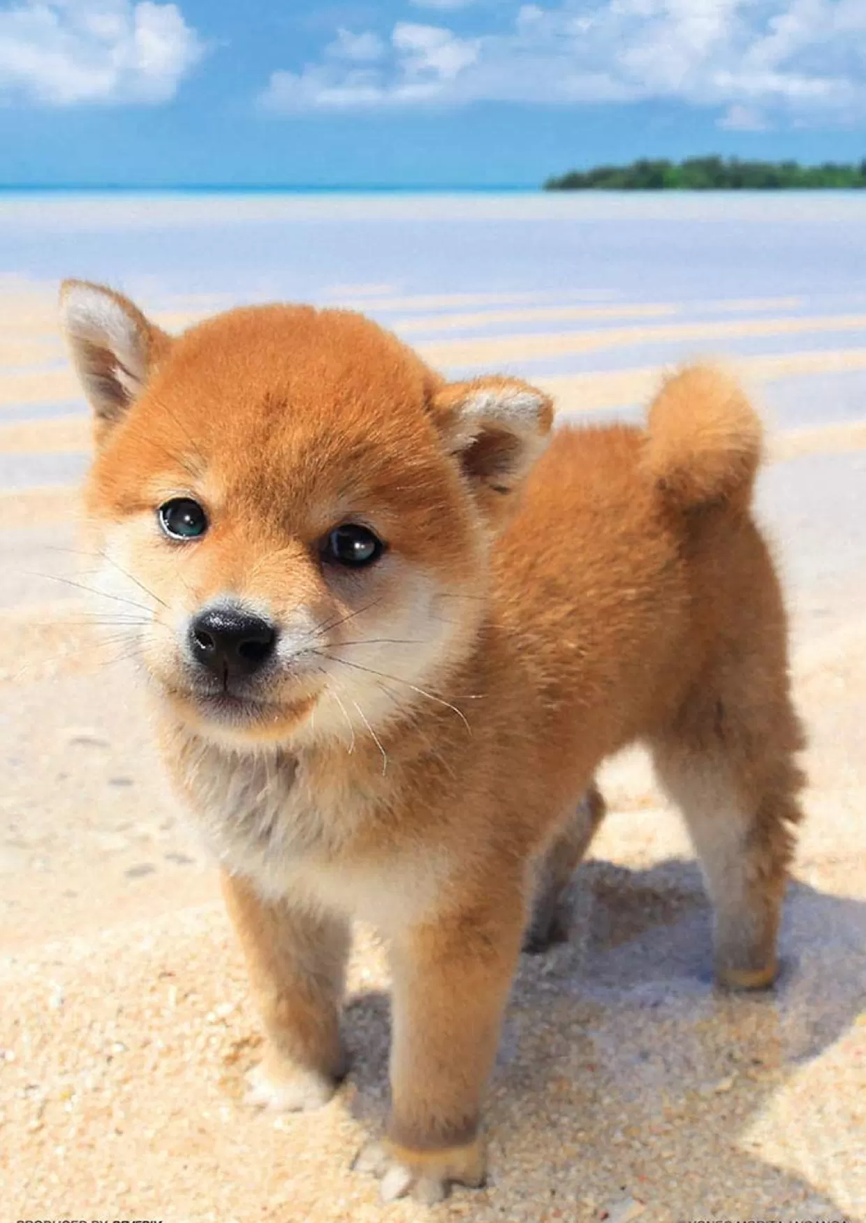 Cheap Beverly Jigsaw Puzzle P108-840 Shiba Puppy And The Sea (108 Pieces)
