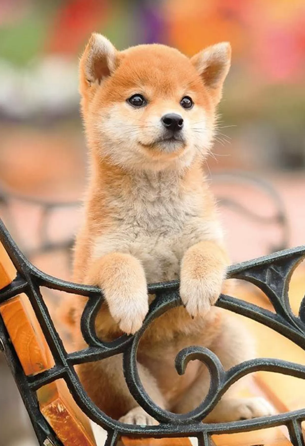 Store Beverly P33-194 Jigsaw Puzzle Puppy Waiting At A Bench (300 Pieces)
