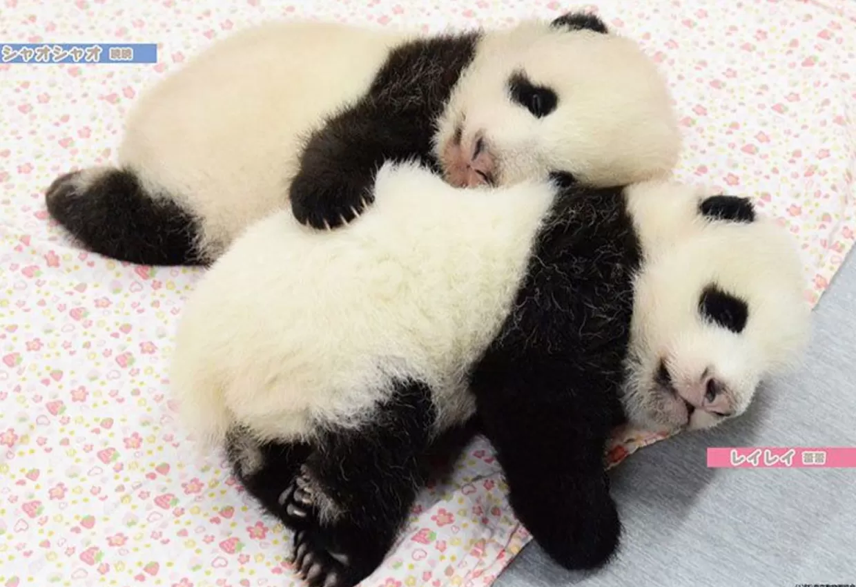 Hot Beverly P33-203 Jigsaw Puzzle Twin Pandas Xiao Xiao & Lei Lei (300 Pieces)