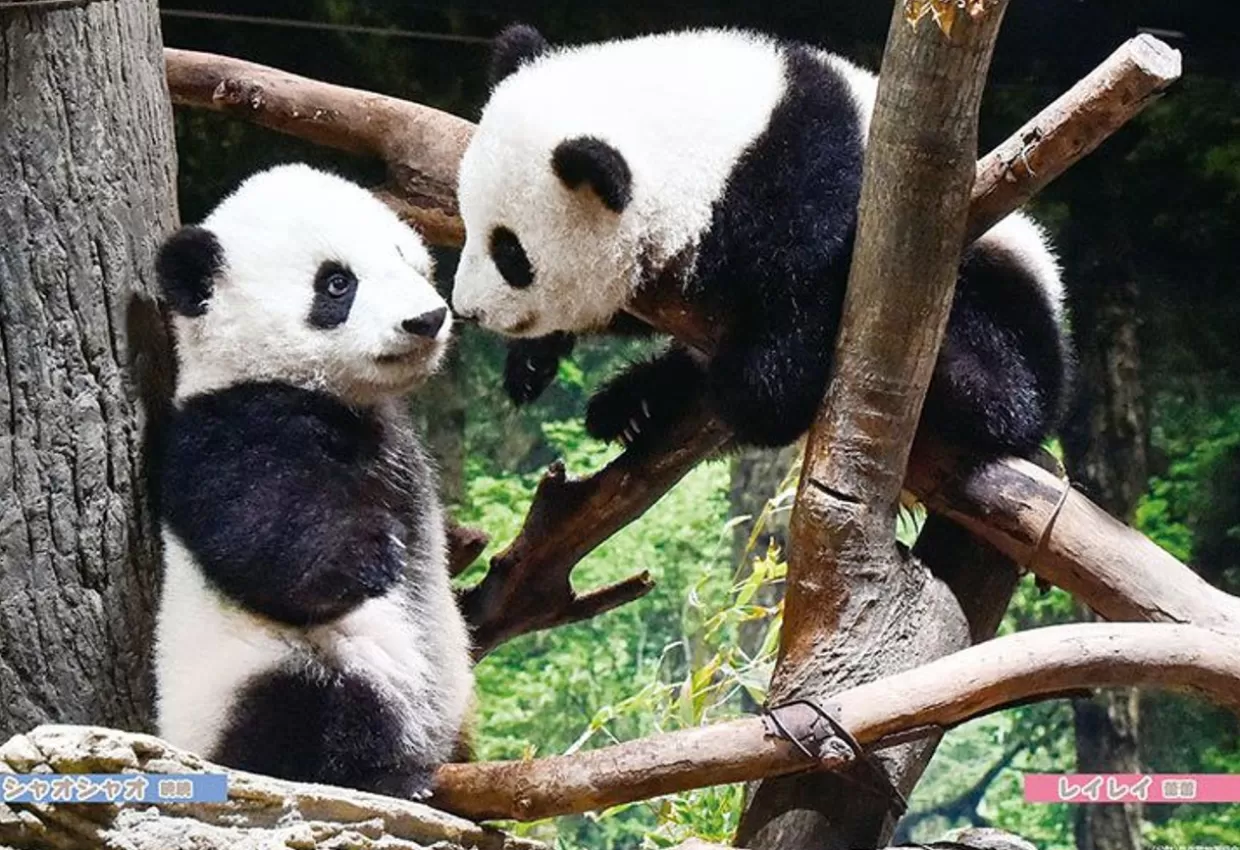Outlet Beverly P33-212 Jigsaw Puzzle Xiao Xiao & Lei Lei Baby Pandas (300 Pieces)