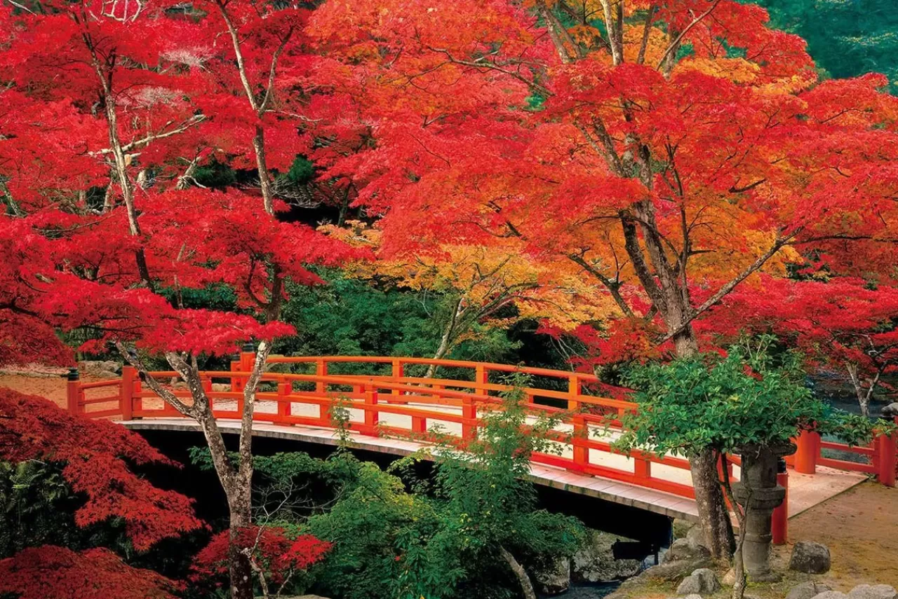 Epoch Jigsaw Puzzle 23-597 Autumn Leaves Momijidani Park Miyajima Hiroshima Japan (2016 S-Pieces)