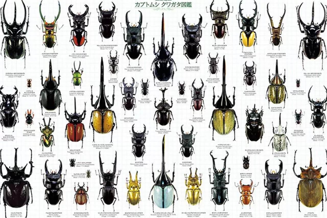 Epoch Jigsaw Puzzle 11-552 Beetle And Stag Beetle Picture Book (1000 Pieces)