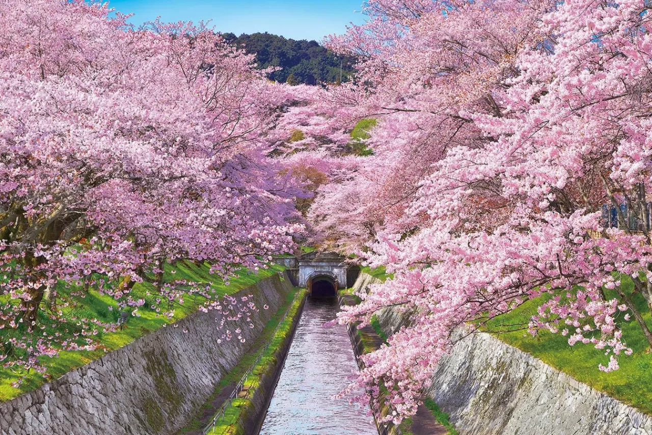 Epoch Jigsaw Puzzle 10-788 Blooming Lake Biwa Canal In Shiga (1000 Pieces)