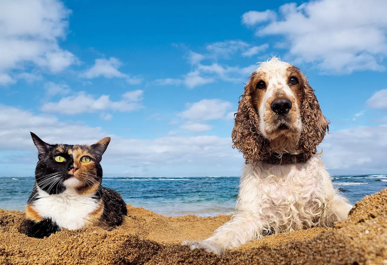Epoch Jigsaw Puzzle 26-260 Cat And Dog By The Beach (300 Pieces)