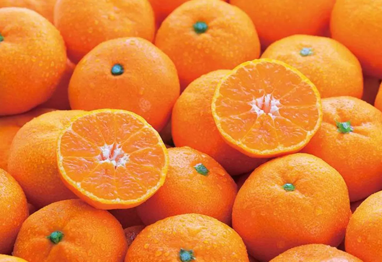 Epoch Jigsaw Puzzle 79-364 Challenge From Mr.Puzzle -Challenge From Mandarin Orange- (1053 S-Pieces)