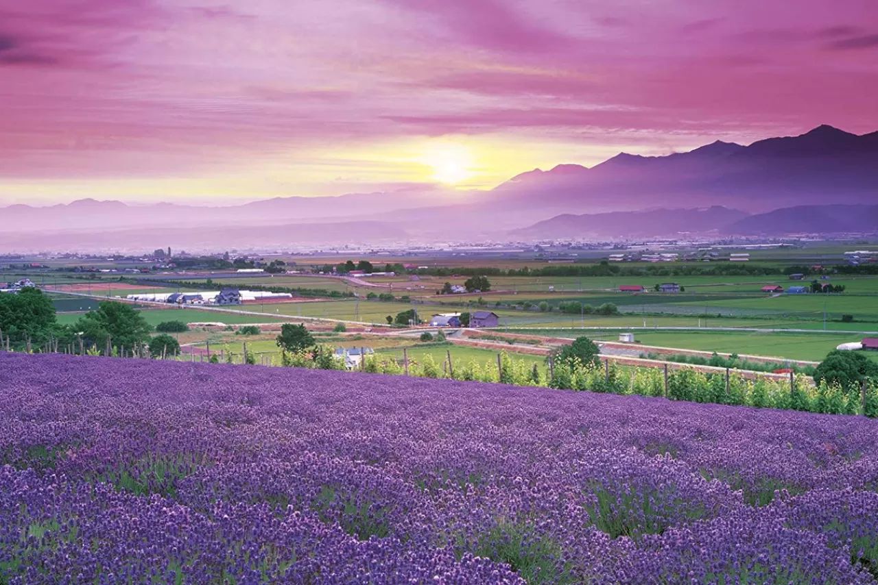 Epoch Jigsaw Puzzle 10-780 Japanese Landscape Lavender Field In Furano Hokkaido (1000 Pieces)