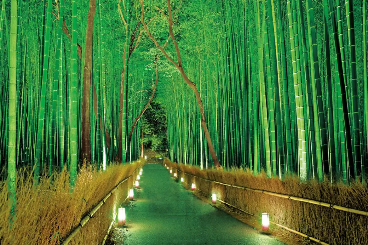Epoch Jigsaw Puzzle 23-546 Light Up Bamboo Forest In Sagano (2016 S-Pieces)