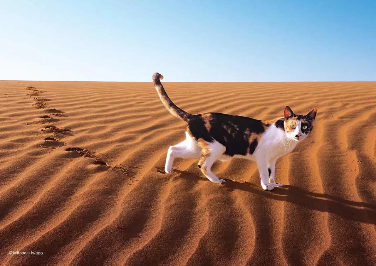 Epoch Jigsaw Puzzle 03-054 Mitsuaki Iwago's Cat Puzzle Dawn Desert (108 Pieces)