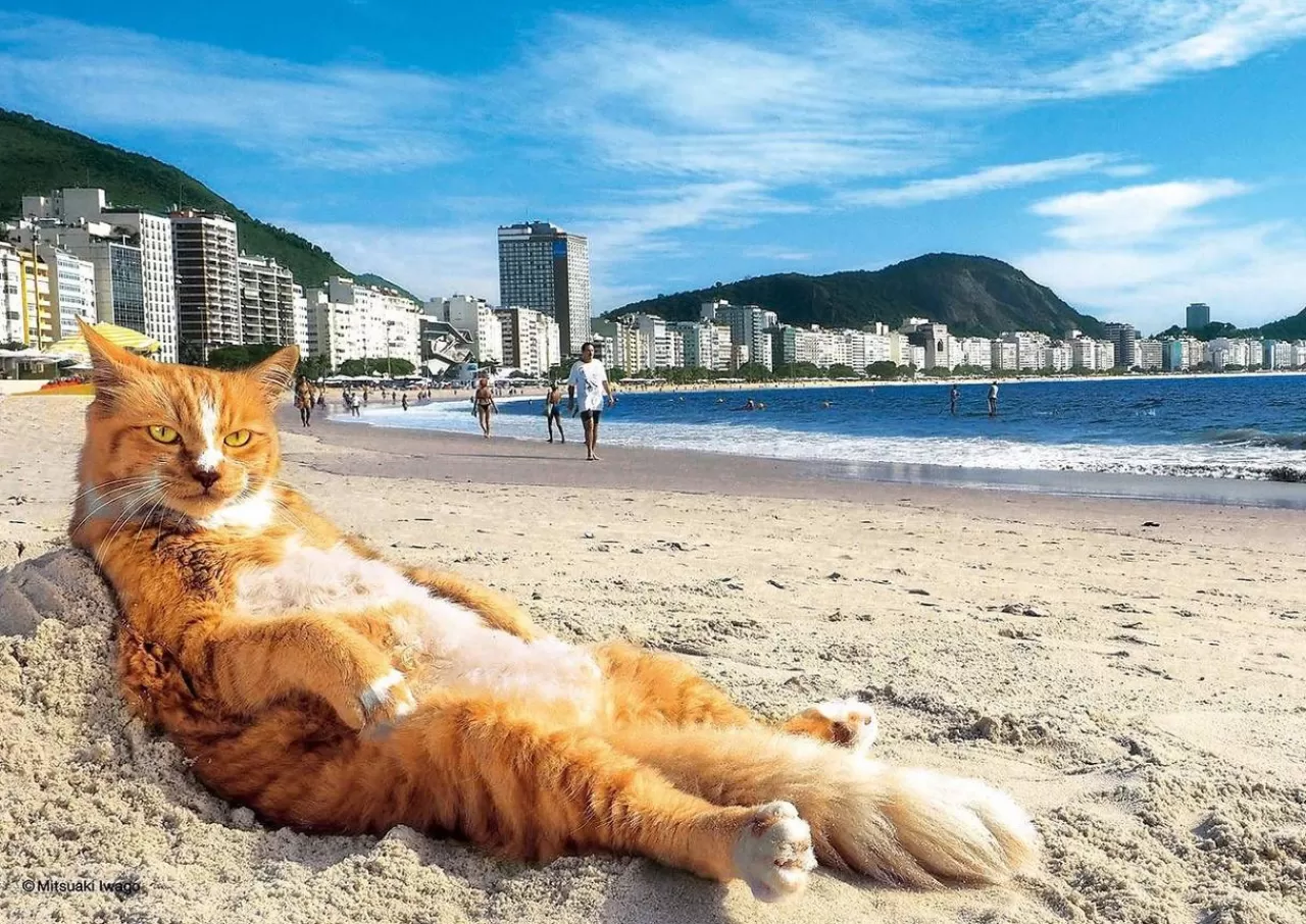 Epoch Jigsaw Puzzle 03-052 Mitsuaki Iwago's Cat Puzzle King Of The Beach (108 Pieces)