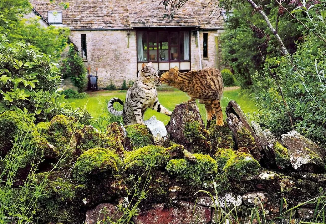 Epoch Jigsaw Puzzle 26-304 Mitsuaki Iwago's Cat Puzzle Klaus And Arrietty (300 Pieces)