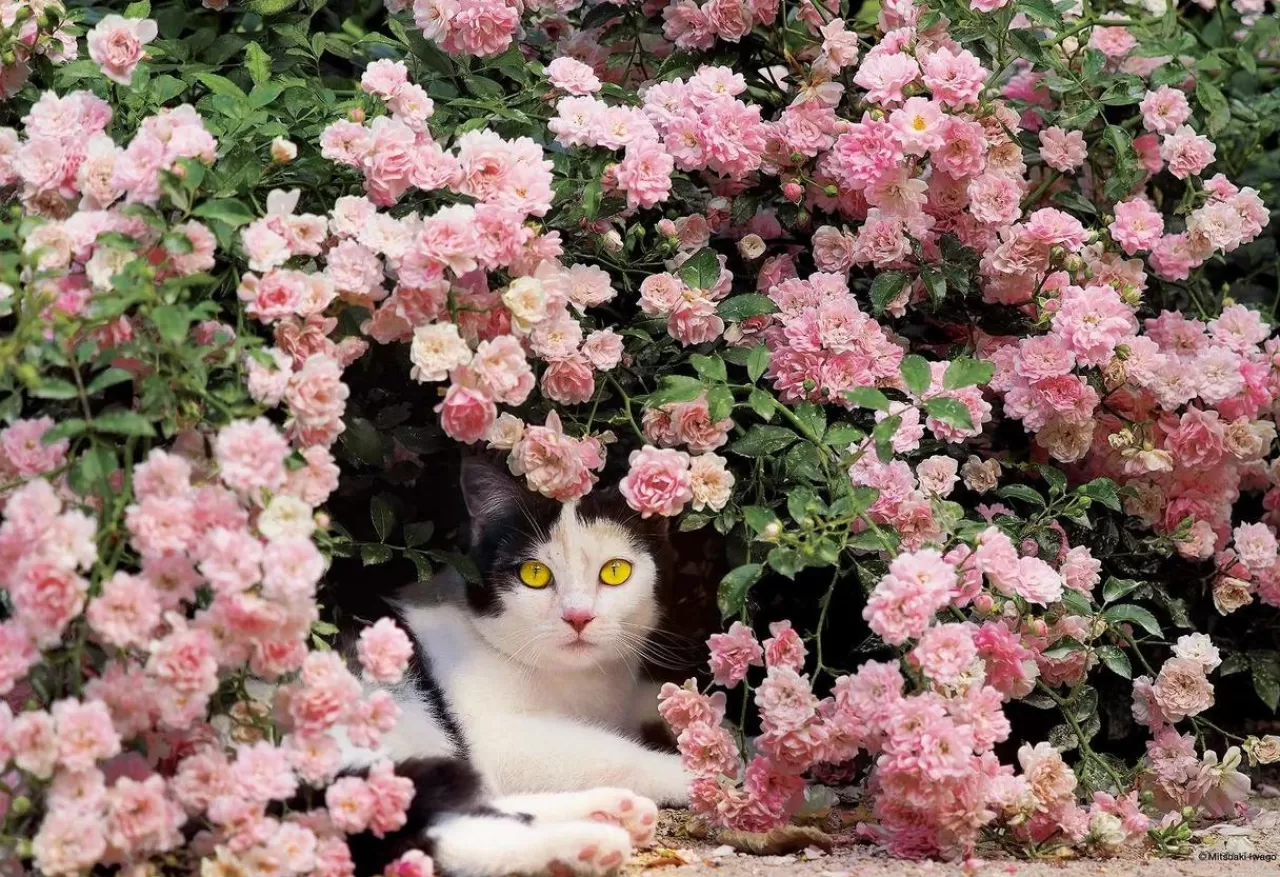 Epoch Jigsaw Puzzle 26-305 Mitsuaki Iwago's Cat Puzzle Mom's Rest (300 Pieces)