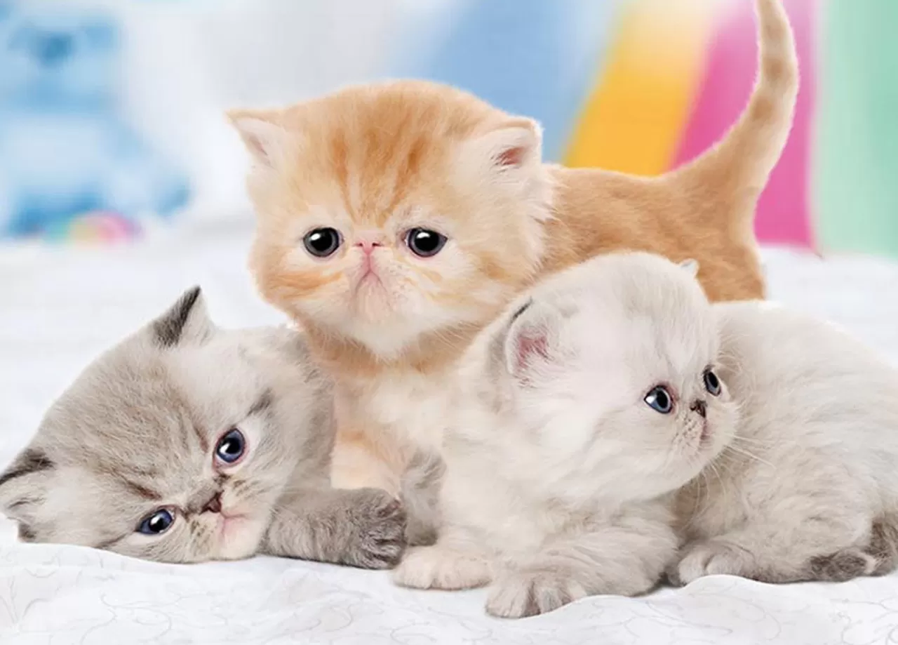 Epoch Jigsaw Puzzle 05-100 Pet Cat Always Be With You (500 Pieces)