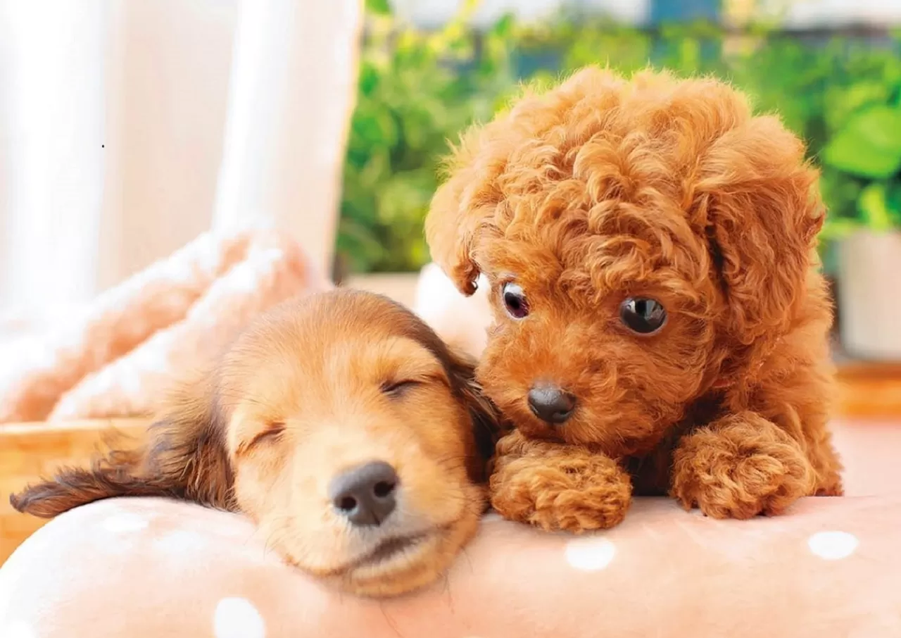 Epoch Jigsaw Puzzle 01-064 Pet Dog Poodle & Dachshund Nap Time (108 Pieces)