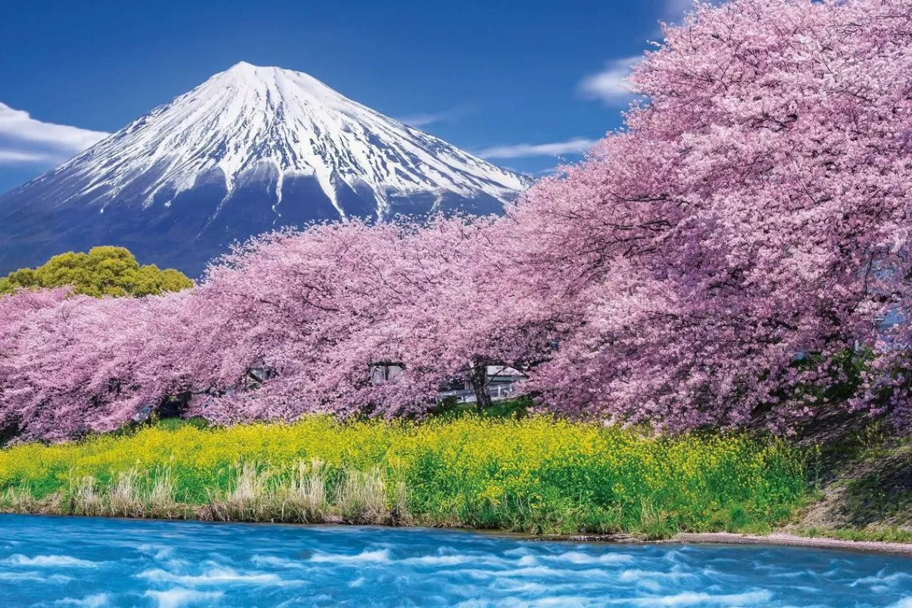 Epoch Jigsaw Puzzle 10-804 Urui River Ryugambuchi, Mount Fuji, Shizuoka, Japan (1000 Pieces)