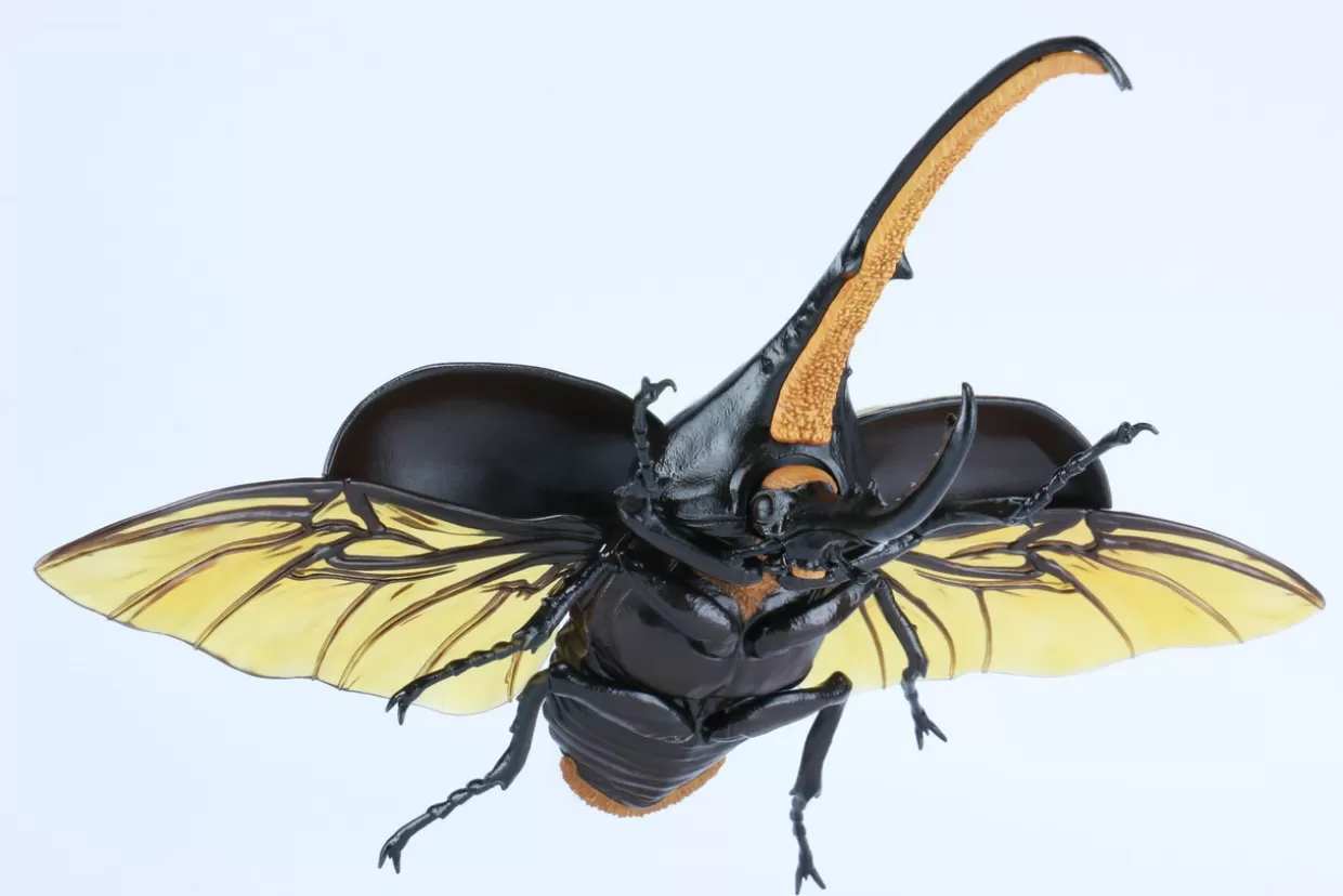 Discount Fujimi Research Series Hercules Beetle Special Edition W/Commentary Ver. Plastic Model