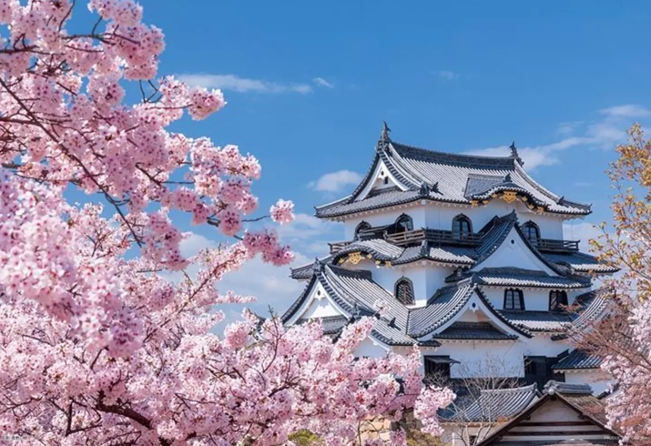 Yanoman 01-2087 Jigsaw Puzzle National Treasure Hikone Castle And Sakuragi Shiga Japan (108 L-Pieces)