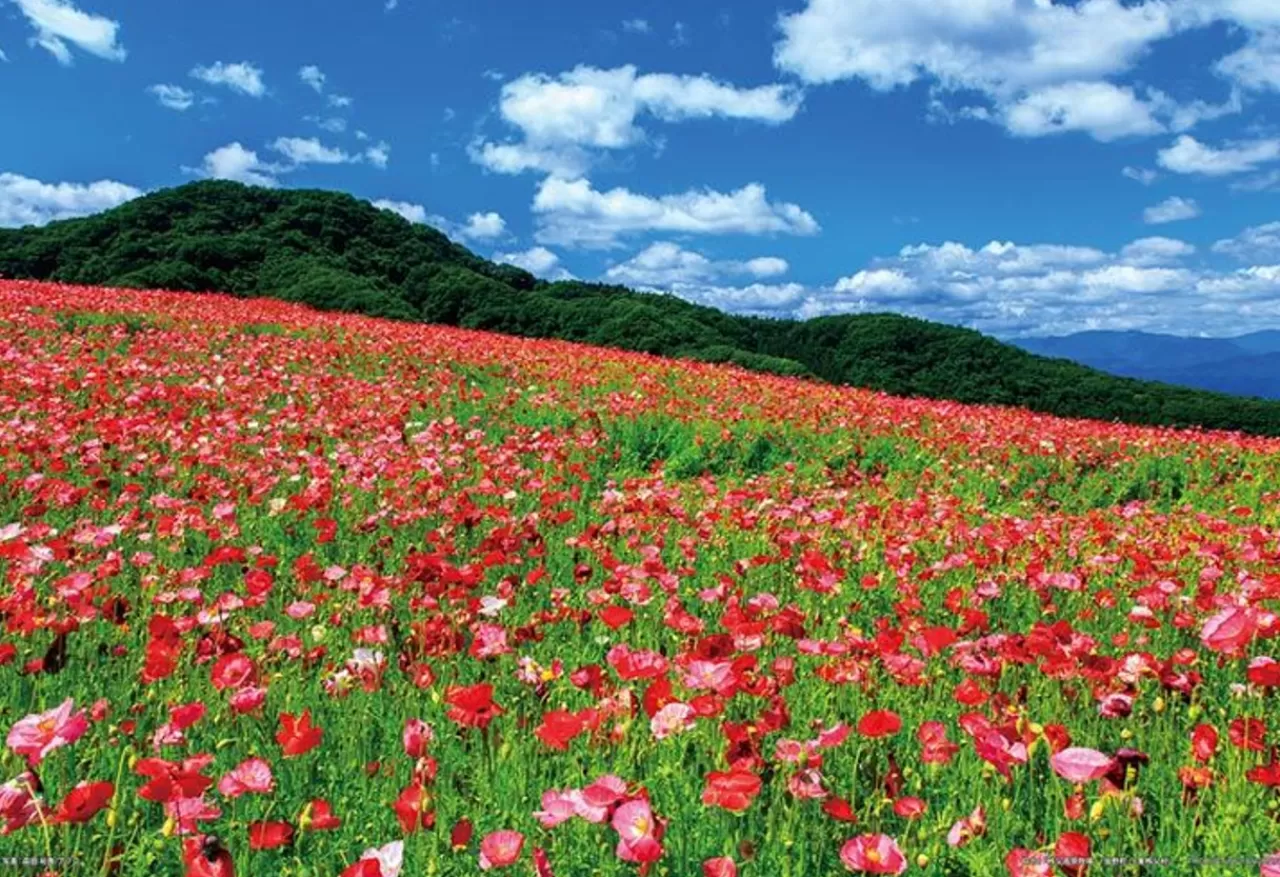 Yanoman 01-2089 Jigsaw Puzzle Poppy In The Sky Chichibu Kogen Ranch Saitama Japan (108 L-Pieces)